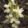 Fotografia 1 da espécie Dactylorhiza romana do Jardim Botânico UTAD