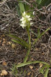 Fotografia da espécie Dactylorhiza romana