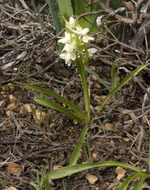 Fotografia 10 da espécie Dactylorhiza romana no Jardim Botânico UTAD