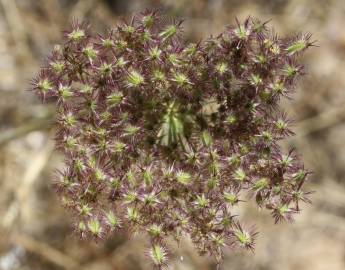 Fotografia da espécie Daucus crinitus