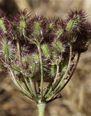 Fotografia 3 da espécie Daucus crinitus no Jardim Botânico UTAD