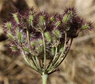 Fotografia da espécie Daucus crinitus