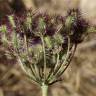 Fotografia 3 da espécie Daucus crinitus do Jardim Botânico UTAD