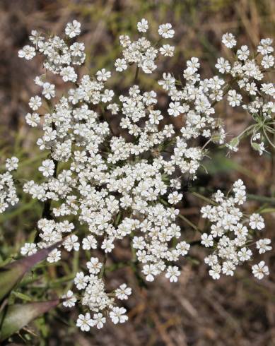 Fotografia de capa Daucus crinitus - do Jardim Botânico