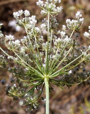 Fotografia 6 da espécie Daucus crinitus no Jardim Botânico UTAD