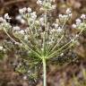 Fotografia 6 da espécie Daucus crinitus do Jardim Botânico UTAD