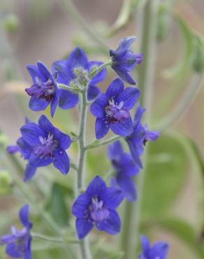 Fotografia 1 da espécie Delphinium staphisagria no Jardim Botânico UTAD