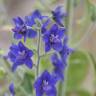 Fotografia 1 da espécie Delphinium staphisagria do Jardim Botânico UTAD