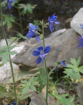 Fotografia 3 da espécie Delphinium staphisagria no Jardim Botânico UTAD