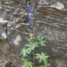 Fotografia 6 da espécie Delphinium staphisagria do Jardim Botânico UTAD