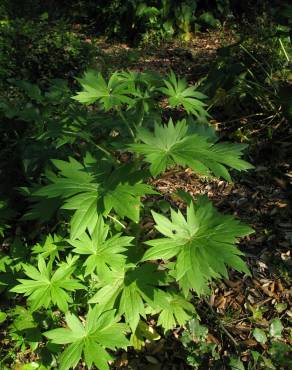 Fotografia 7 da espécie Delphinium staphisagria no Jardim Botânico UTAD