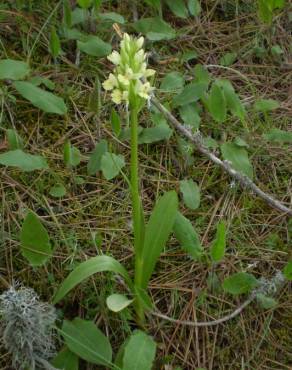 Fotografia 3 da espécie Dactylorhiza insularis no Jardim Botânico UTAD