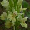 Fotografia 4 da espécie Dactylorhiza insularis do Jardim Botânico UTAD