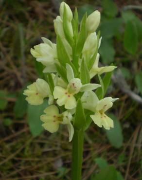 Fotografia 5 da espécie Dactylorhiza insularis no Jardim Botânico UTAD