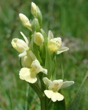 Fotografia da espécie Dactylorhiza insularis