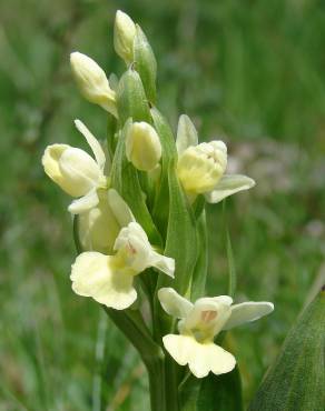 Fotografia 1 da espécie Dactylorhiza insularis no Jardim Botânico UTAD