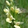 Fotografia 1 da espécie Dactylorhiza insularis do Jardim Botânico UTAD