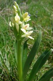 Fotografia da espécie Dactylorhiza insularis