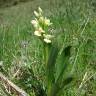 Fotografia 8 da espécie Dactylorhiza insularis do Jardim Botânico UTAD