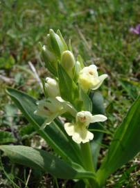 Fotografia da espécie Dactylorhiza insularis