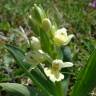 Fotografia 9 da espécie Dactylorhiza insularis do Jardim Botânico UTAD