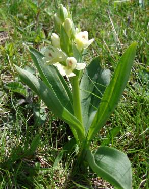 Fotografia 10 da espécie Dactylorhiza insularis no Jardim Botânico UTAD