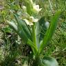 Fotografia 10 da espécie Dactylorhiza insularis do Jardim Botânico UTAD