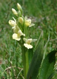 Fotografia da espécie Dactylorhiza insularis