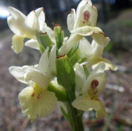 Fotografia da espécie Dactylorhiza insularis