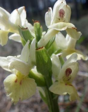 Fotografia 13 da espécie Dactylorhiza insularis no Jardim Botânico UTAD