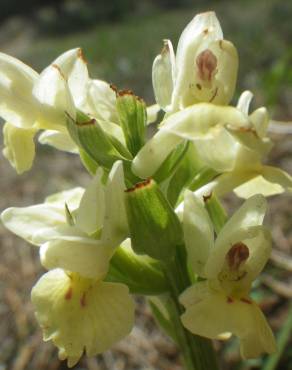 Fotografia 14 da espécie Dactylorhiza insularis no Jardim Botânico UTAD