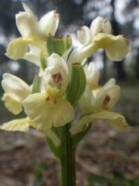 Fotografia da espécie Dactylorhiza insularis