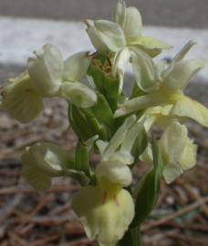 Fotografia da espécie Dactylorhiza insularis