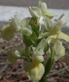 Fotografia da espécie Dactylorhiza insularis