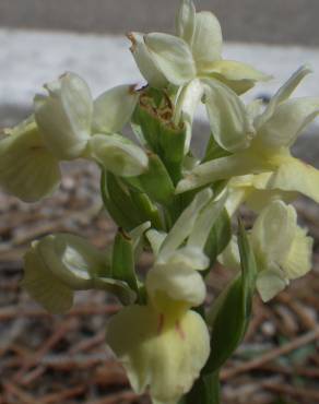 Fotografia 17 da espécie Dactylorhiza insularis no Jardim Botânico UTAD