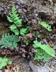 Cheilanthes guanchica