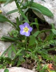 Convolvulus siculus