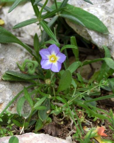 Fotografia de capa Convolvulus siculus - do Jardim Botânico