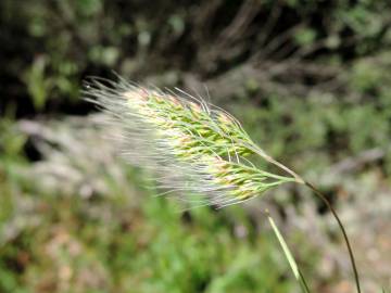 Fotografia da espécie Cynosurus elegans