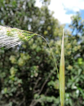 Fotografia 4 da espécie Cynosurus elegans no Jardim Botânico UTAD