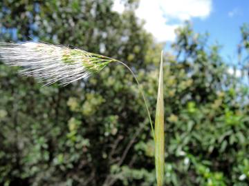 Fotografia da espécie Cynosurus elegans