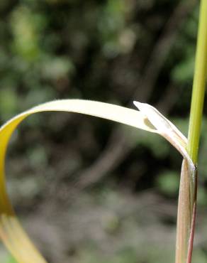 Fotografia 5 da espécie Cynosurus elegans no Jardim Botânico UTAD