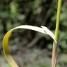 Fotografia 5 da espécie Cynosurus elegans do Jardim Botânico UTAD