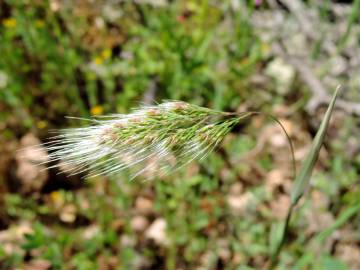 Fotografia da espécie Cynosurus elegans