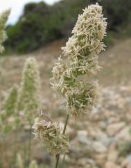 Dactylis glomerata subesp. hispanica