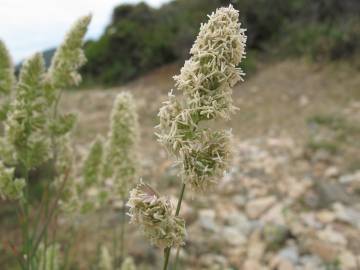 Fotografia da espécie Dactylis glomerata subesp. hispanica