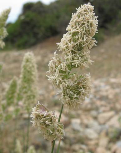 Fotografia de capa Dactylis glomerata subesp. hispanica - do Jardim Botânico