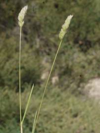 Fotografia da espécie Dactylis glomerata subesp. hispanica