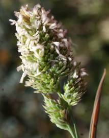 Fotografia da espécie Dactylis glomerata subesp. hispanica