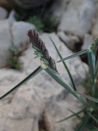 Fotografia da espécie Dactylis glomerata subesp. hispanica